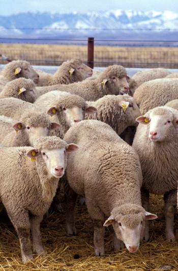Flock of sheep. Licensed under Public Domain via Wikimedia Commons
